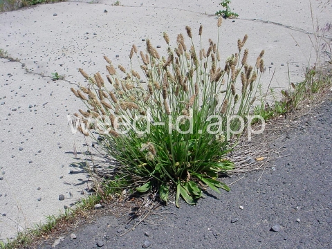 plantain, buckhorn